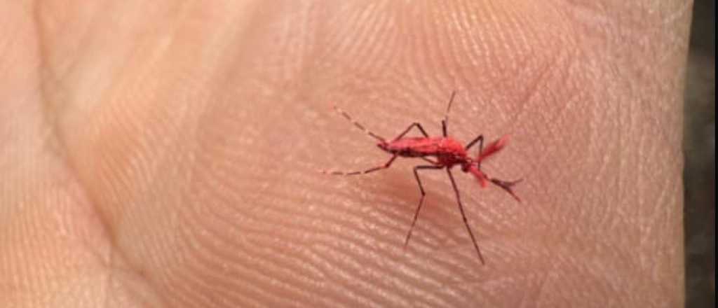 Realizan nuevas pruebas de mosquitos estériles para el verano