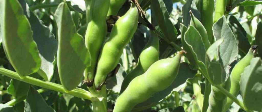 Cu&aacute;l es la mejor &eacute;poca del a&ntilde;o para plantar habas