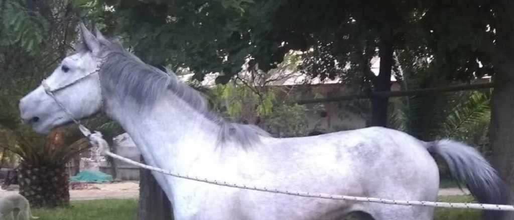 M&aacute;s casos: ahora faenaron una yegua que una familia ten&iacute;a como mascota