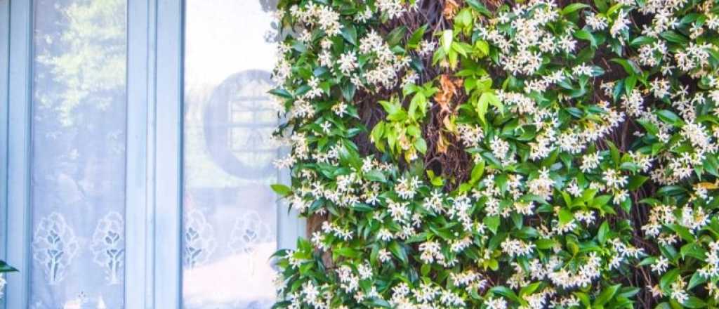 Cuál es la mejor época para trasplantar jazmines y lograr una floración abundante