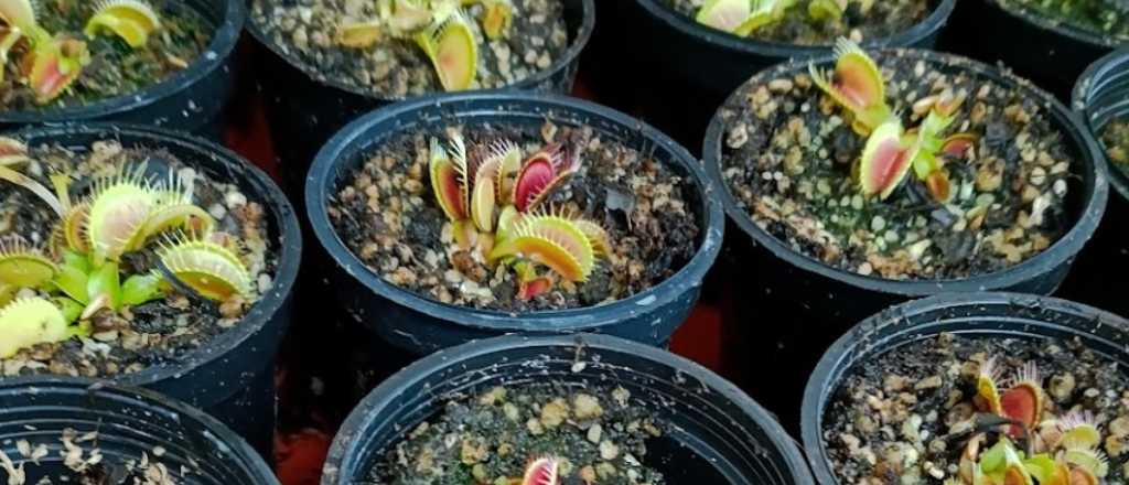 C&oacute;mo alimentar y cuidar una planta carn&iacute;vora