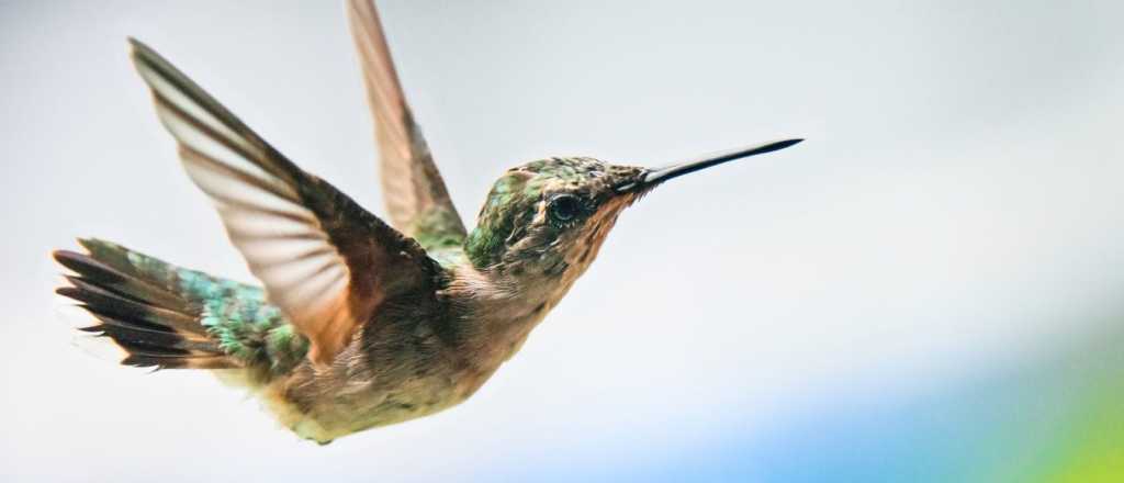 &iquest;Qu&eacute; significado tiene la visita de un Colibr&iacute; en nuestro hogar?