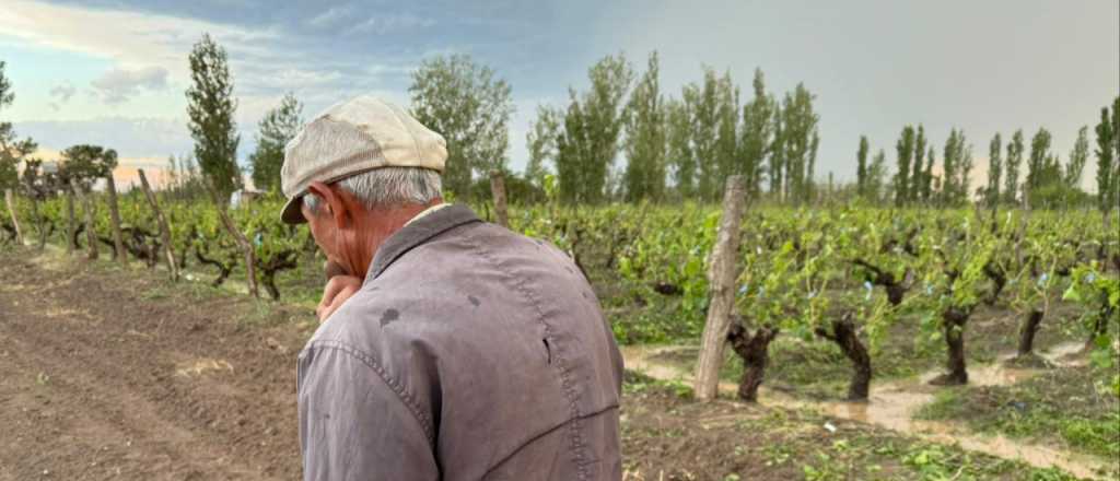 Adelantar&aacute;n el Fondo Compensador a productores afectados por el granizo