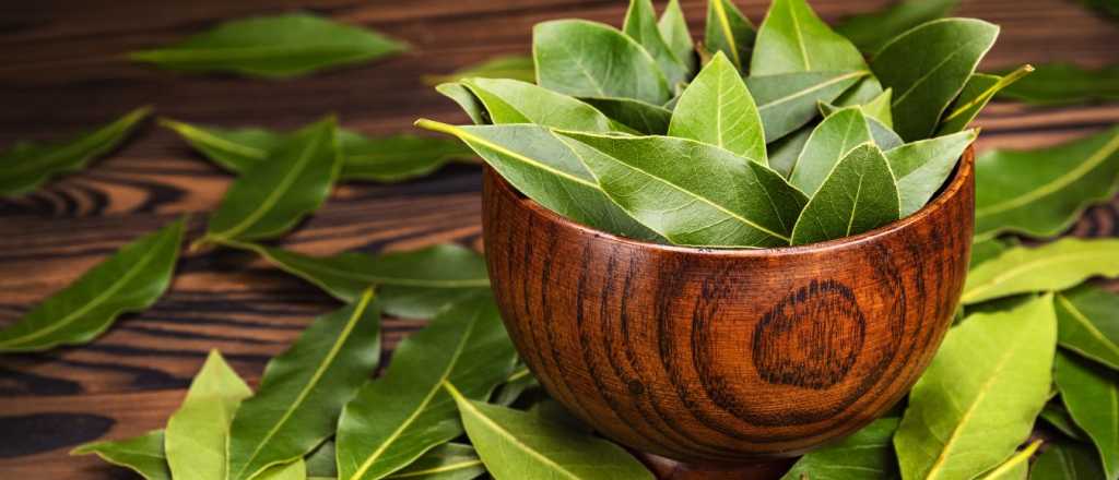 El laurel y su fuerza energ&eacute;tica: 5 usos pocos conocidos