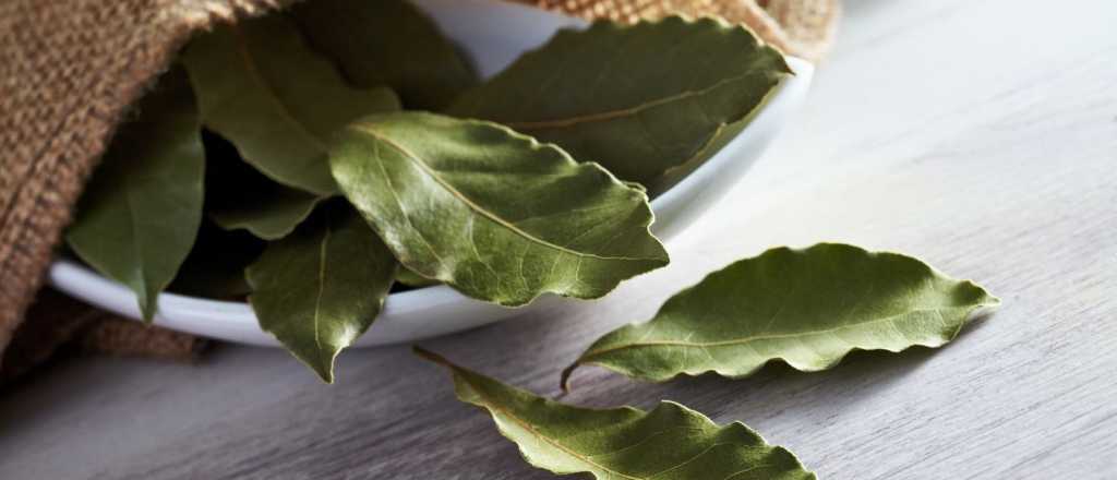 Por qué poner un laurel detrás de la puerta al salir