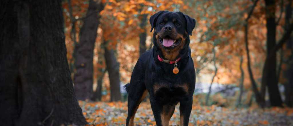 Cuáles son los mejores perros guardianes