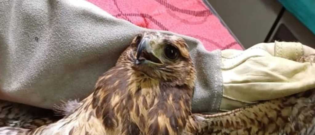 La expresión de sufrimiento de un ave maltratada y mutilada por el hombre