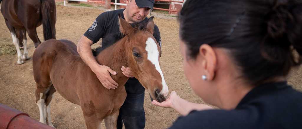 Nacieron cinco potrillos en la Polic&iacute;a de Mendoza luego de 19 a&ntilde;os