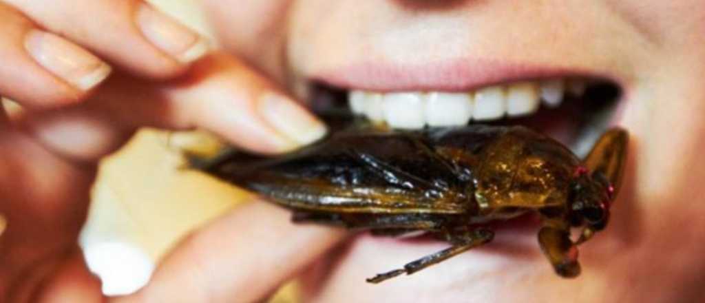 Consumo de insectos: una mirada al futuro de las prote&iacute;nas sostenibles