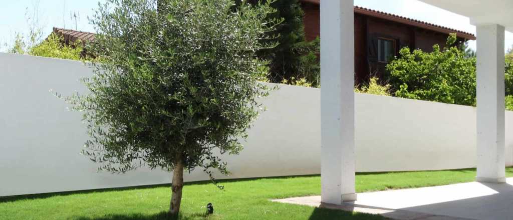 Cu&aacute;l es la mejor &eacute;poca del a&ntilde;o para plantar un olivo en tu jard&iacute;n