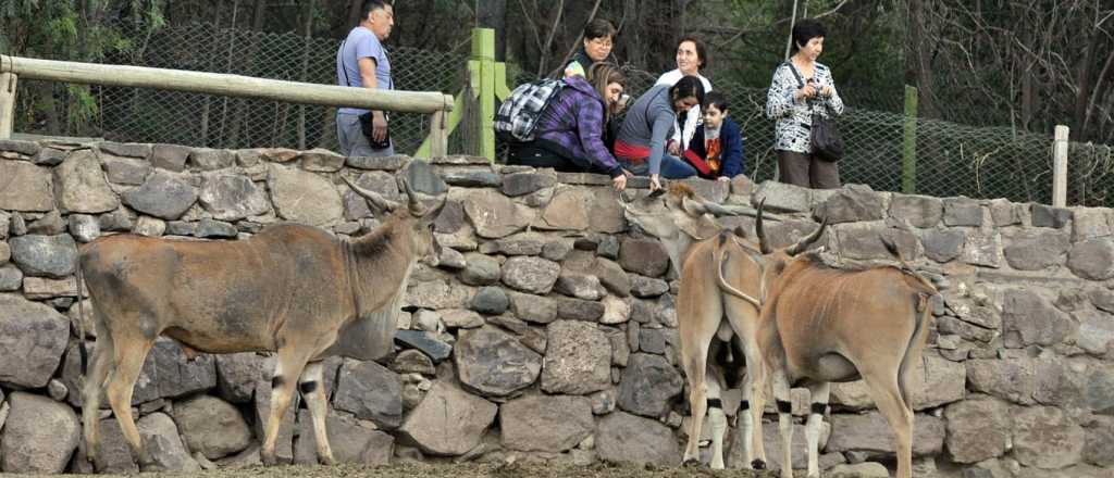 Murió otro ciervo en el Zoo de Mendoza