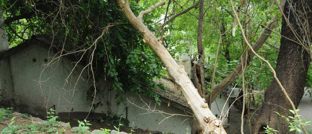 El Consejo Provincial del Arbolado seguirá presidido por Carrieri