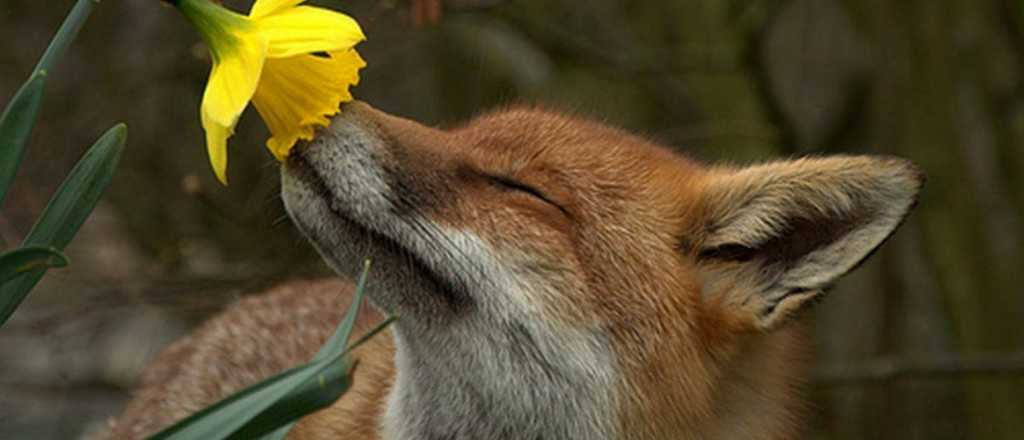 Fotogalería: 15 animales oliendo flores que te sacarán un suspiro