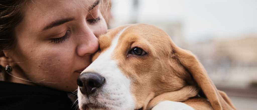 Cómo es la cremación de mascotas en Mendoza y cuánto cuesta