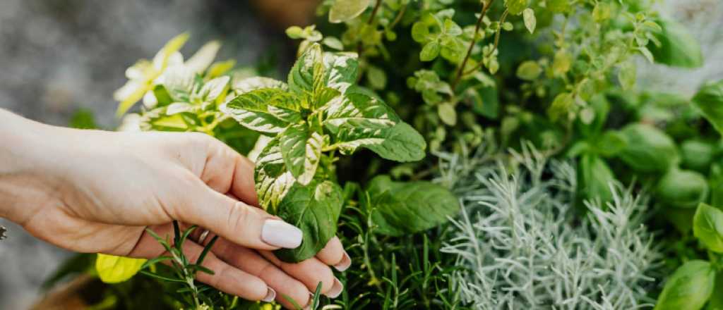 Ratas en casa: las plantas aromáticas que ayudan a mantenerlas lejos