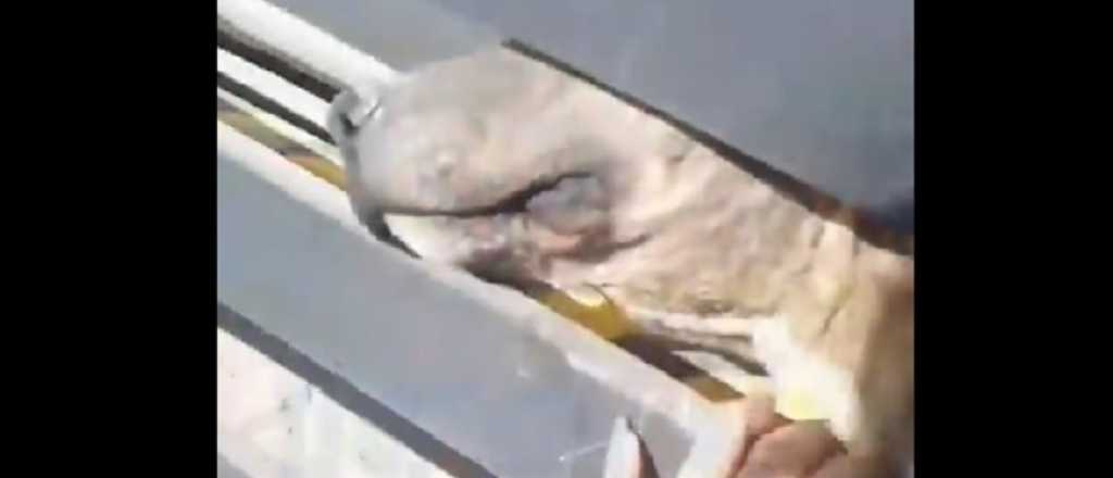 Denuncian que una perra est&aacute; encerrada hace 7 a&ntilde;os para cuidar una casa 