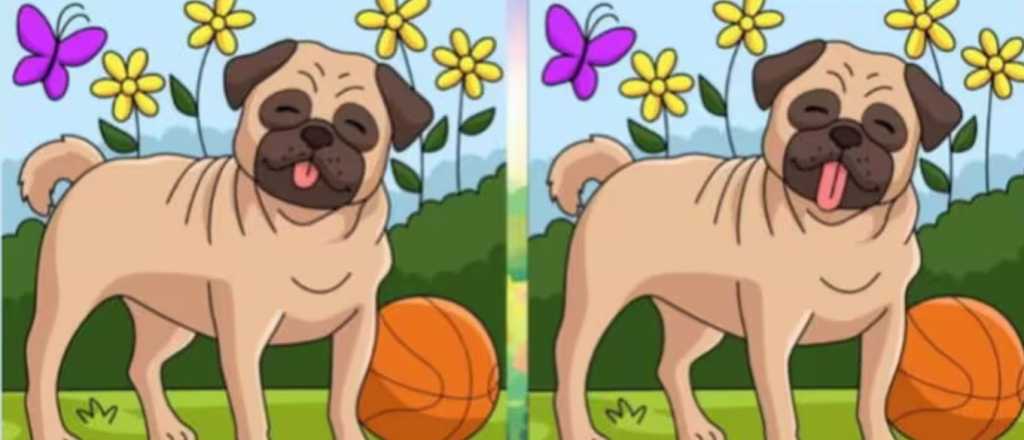 Prueba visual: &iquest;cu&aacute;les son las diferencias entre los dos perros?