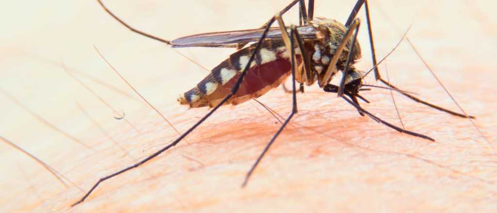 &iquest;Qu&eacute; tipo de sangre atrae m&aacute;s a los mosquitos?