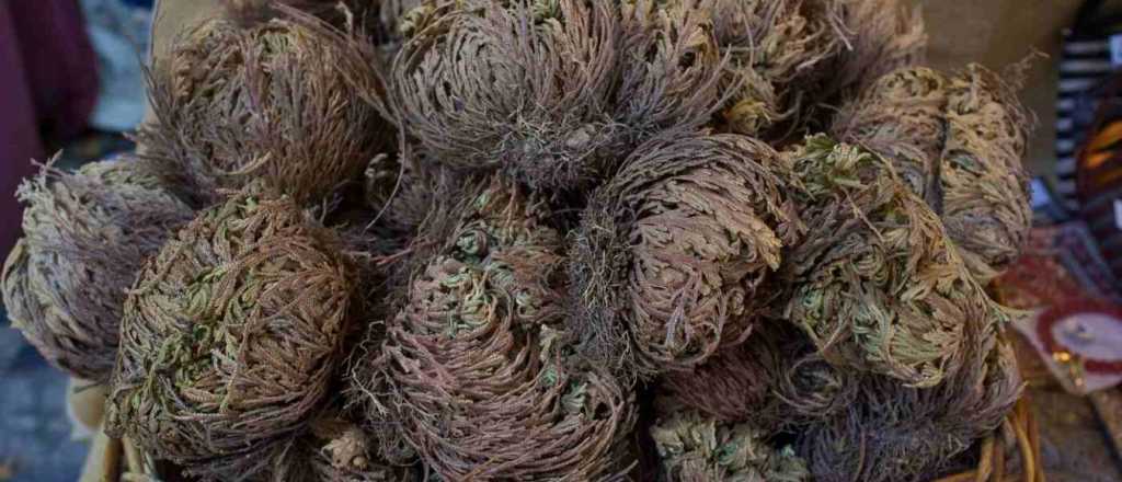 La Rosa de Jeric&oacute;: cualidades de una planta cautivante y poderosa