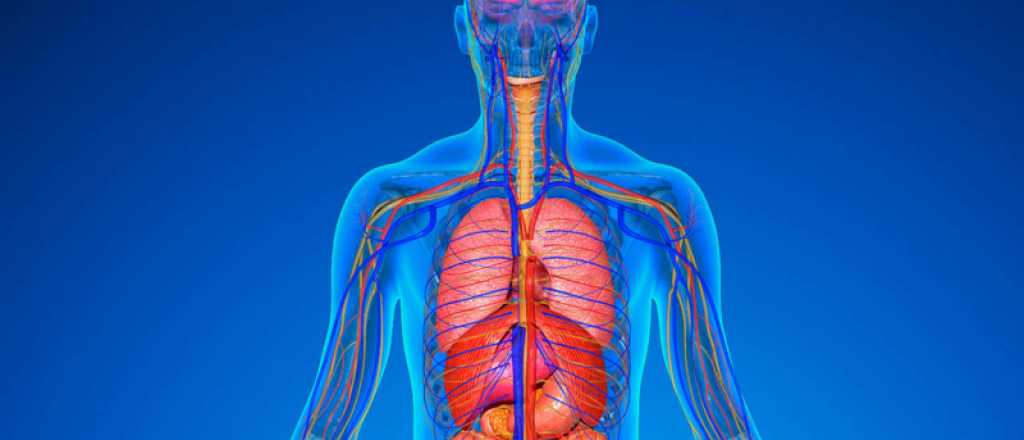 Curiosidades del cuerpo humano que tal vez no sab&iacute;as