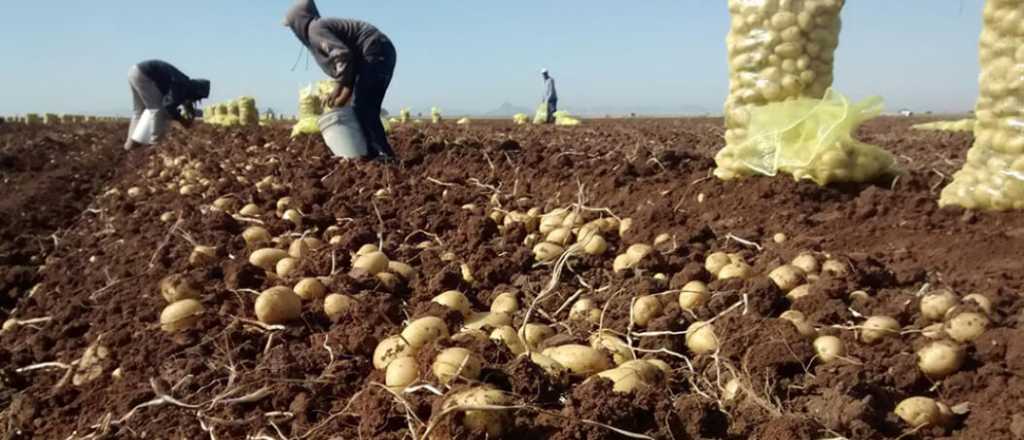 Cuánto cobraran los cosechadores de papa en Mendoza y San Juan