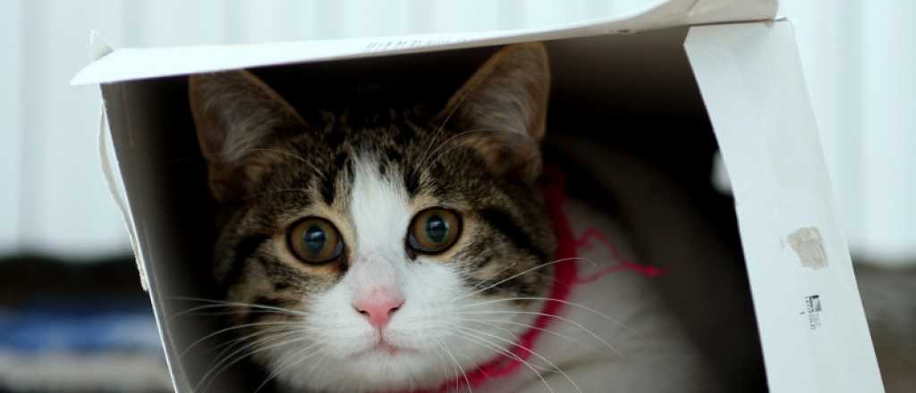 Vecinos de Córdoba denunciaron que linyeras se comieron sus gatos