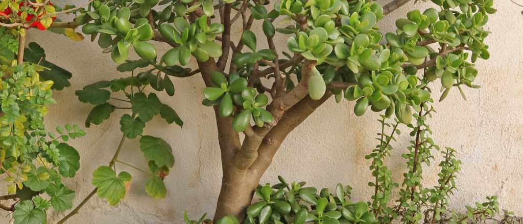 C&oacute;mo plantar un &aacute;rbol de jade en tu casa: paso a paso