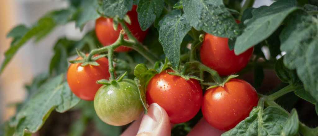 Tomates cherry en casa: claves para cultivarlos en macetas