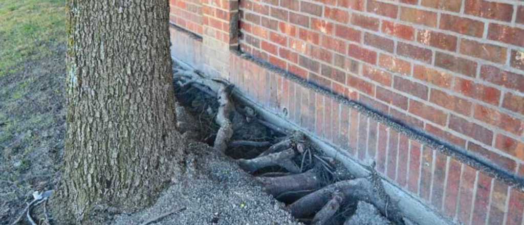 Raíces de los árboles: cómo prevenir y gestionar su impacto