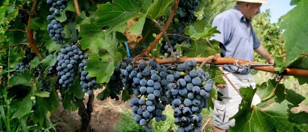 Harán una "cosecha solidaria" para poner aires acondicionados a sus aulas