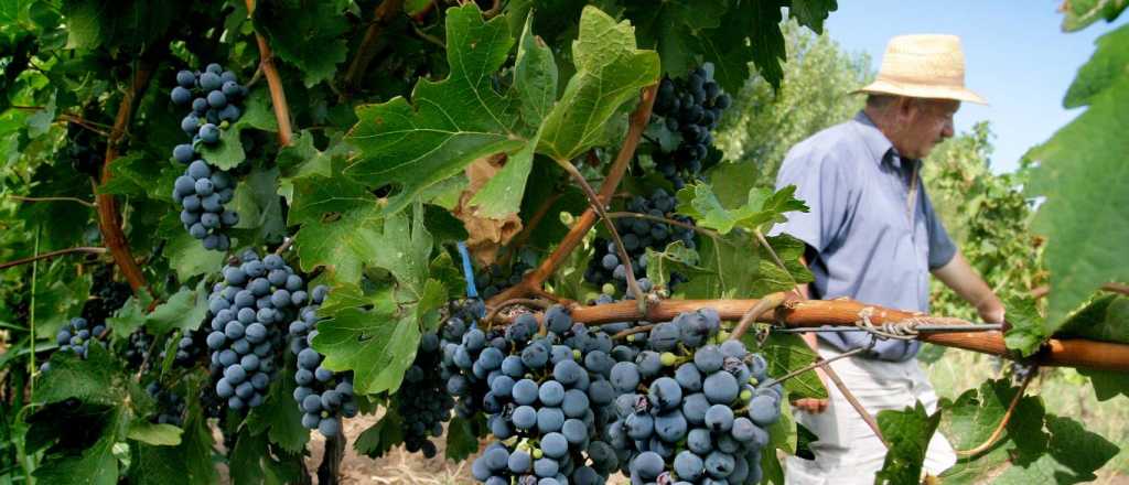 Así son los créditos vitivinícolas que lanzó el Banco Nación