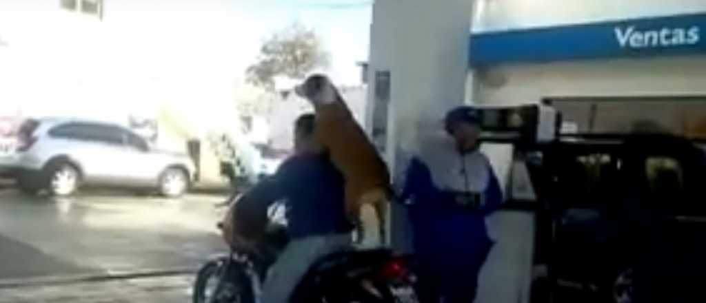 Video: el "perro motoquero" que se volvi&oacute; viral en Palmira 