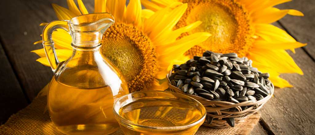 Semillas de girasol: cuándo y cómo plantarlas para que florezcan bien