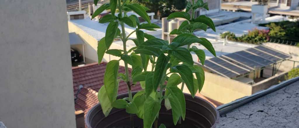 C&oacute;mo cultivar y cuidar la albahaca de tu jard&iacute;n