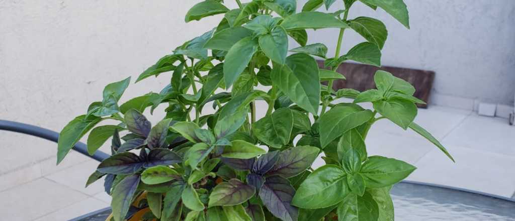 Cuándo conviene sembrar albahaca en tu jardín