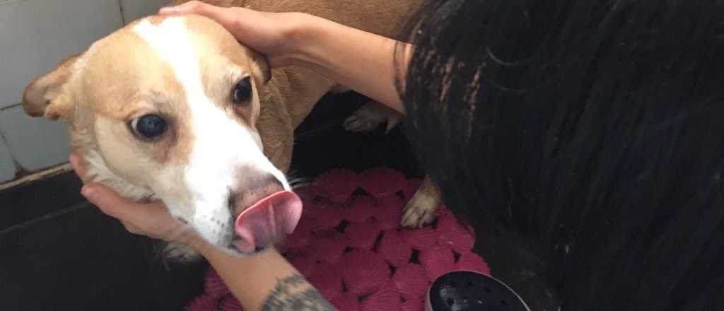 Cada cu&aacute;nto tiempo se debe ba&ntilde;ar a los perros