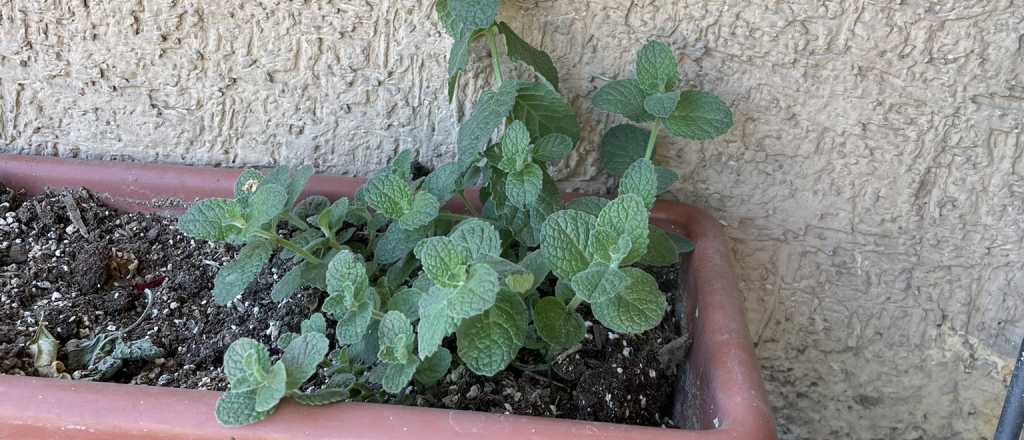 Cu&aacute;l es la mejor &eacute;poca del a&ntilde;o para plantar menta en tu jard&iacute;n