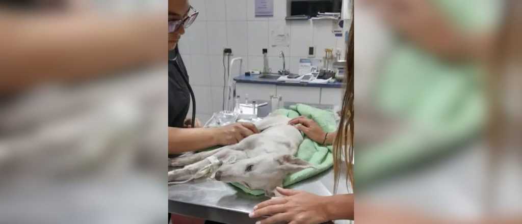 Piden justicia por una perrita que muri&oacute; abandonada por su due&ntilde;a