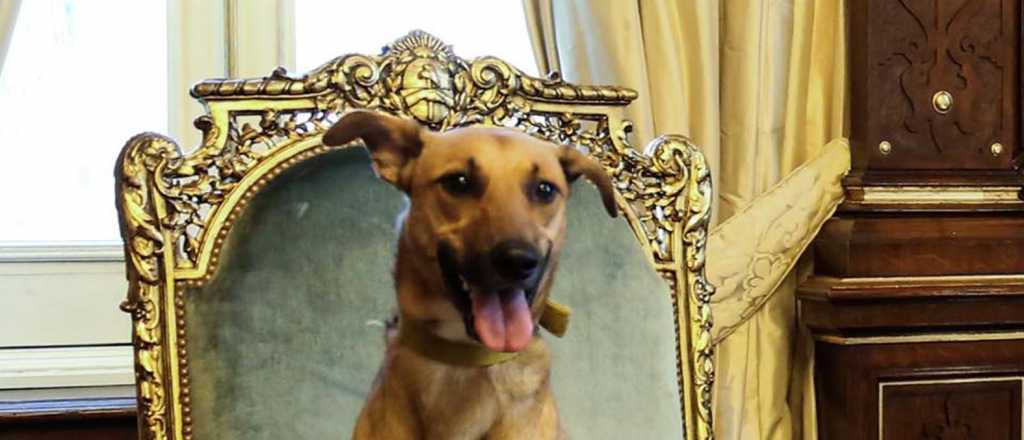 Como Balcarce: las mascotas del poder