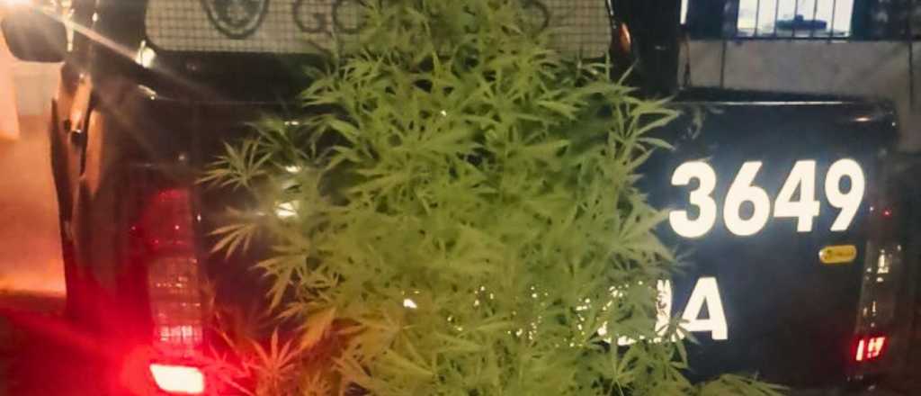 La polic&iacute;a desactiv&oacute; un cultivo ilegal de marihuana en Las Heras