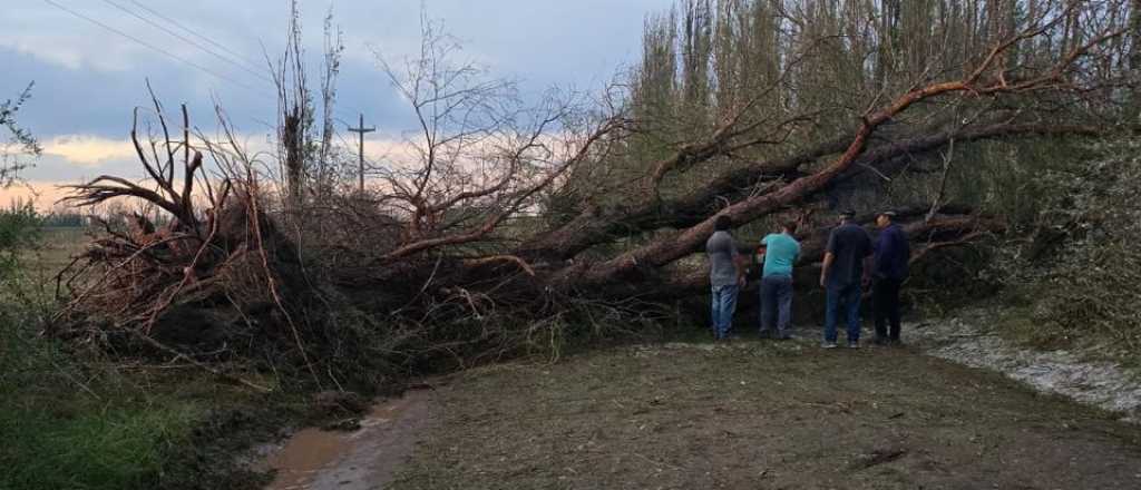 El saldo de la tormenta: cientos de familias sin luz y &aacute;rboles ca&iacute;dos en Mendoza