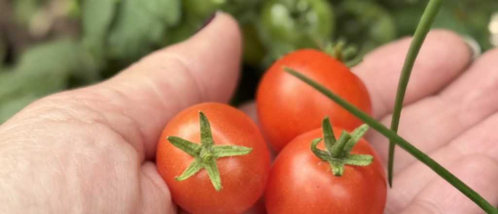 Cu&aacute;l es la mejor &eacute;poca del a&ntilde;o para plantar tomates cherry en tu jard&iacute;n