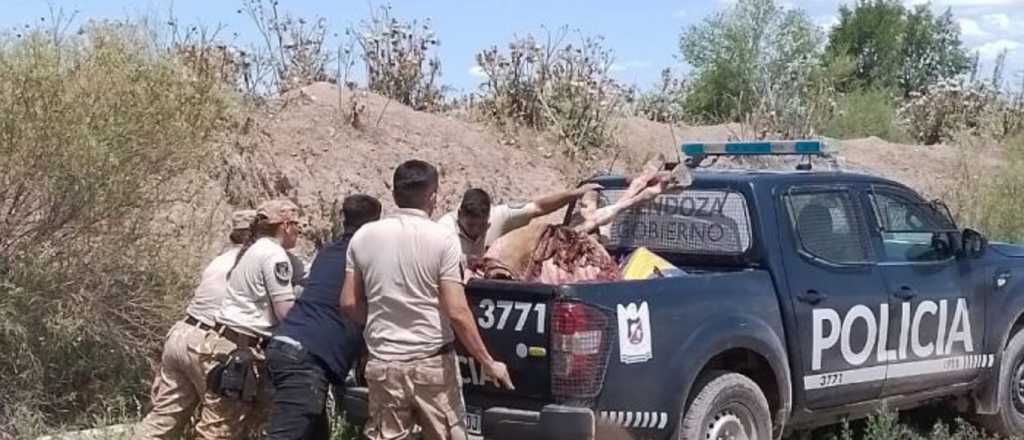 Decomisaron más de 350 kilos de carne de caballo en Luján