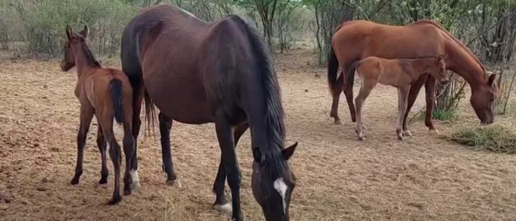 Un caballo pate&oacute; a un hombre y le fractur&oacute; la cara en General Alvear