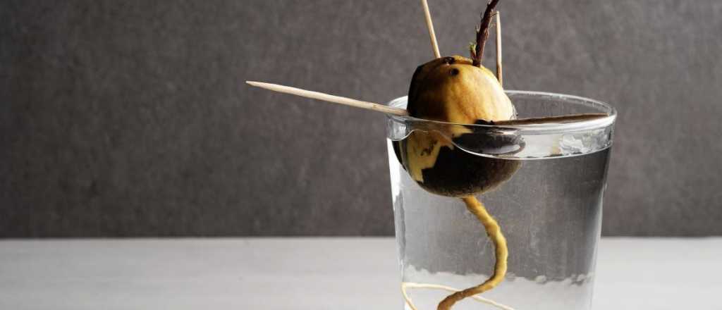 C&oacute;mo cultivar palta en tu jard&iacute;n