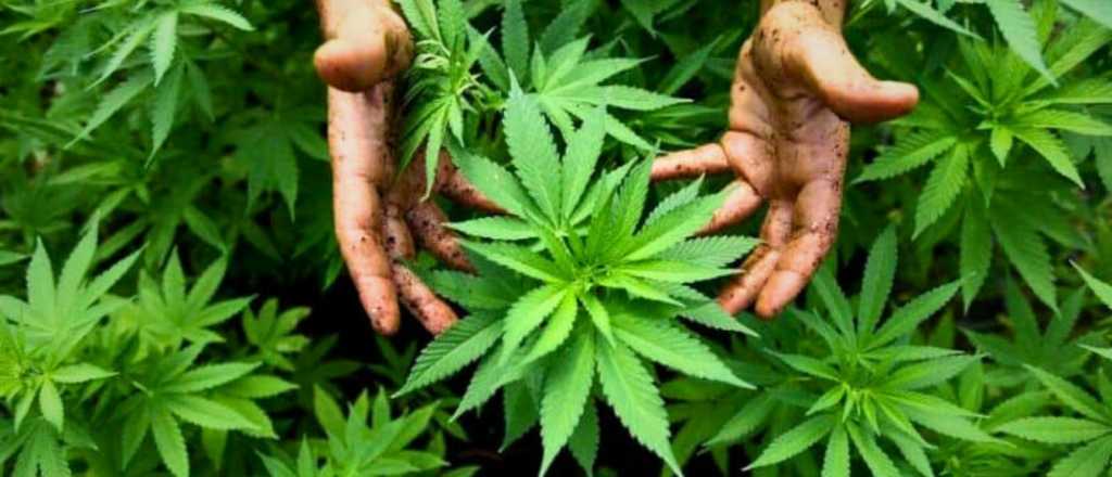 Mendoza activa un régimen para regular a productores de cannabis 