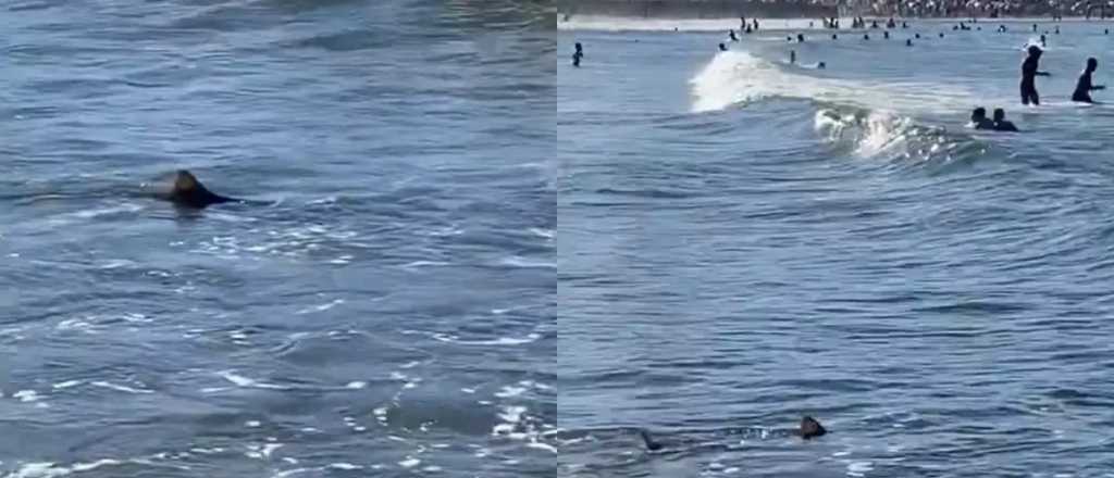 Video: terror en Mar del Plata por la aparición de un tiburón en la playa