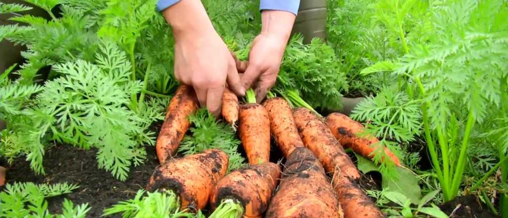 Cu&aacute;nto cobrar&aacute;n los cosechadores de Mendoza este a&ntilde;o