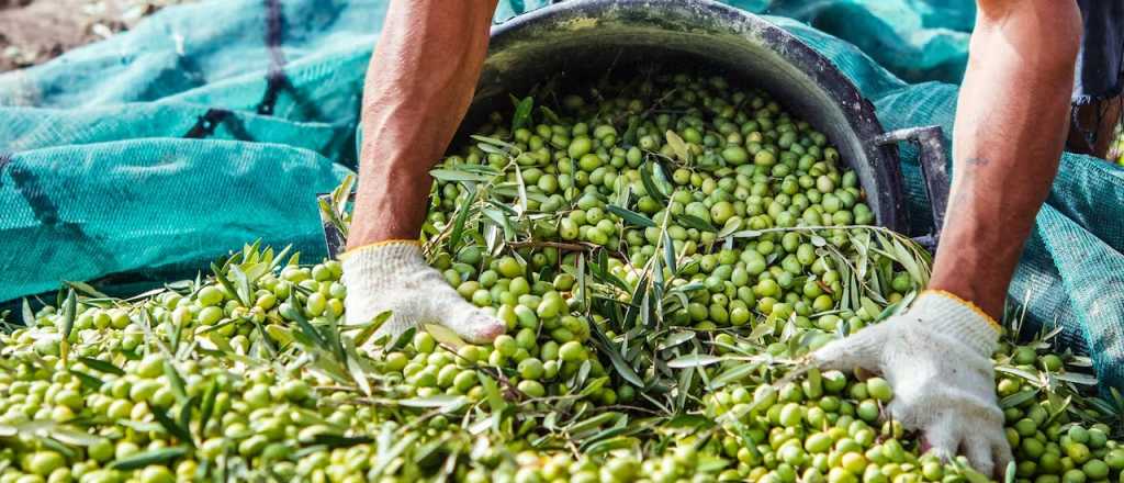 Esto cobrarán los cosechadores de aceituna esta temporada en Mendoza