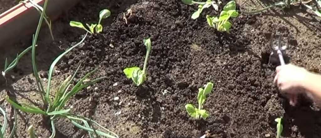Qué conviene sembrar en febrero en Argentina